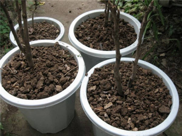 preparation for potted peony: pot preparation