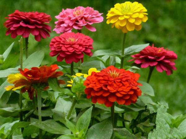 Method for culturing zinnia