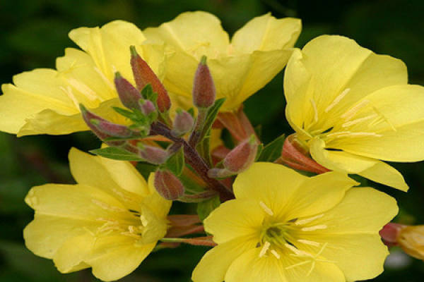 Method for cultivating evening primrose