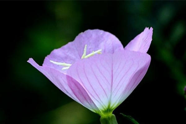 culture method of evening primrose