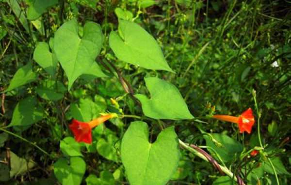 Quamoclit pinnata