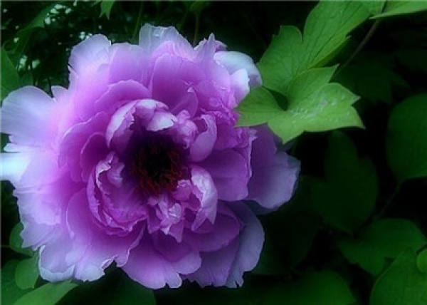 The Flower Language of Peony