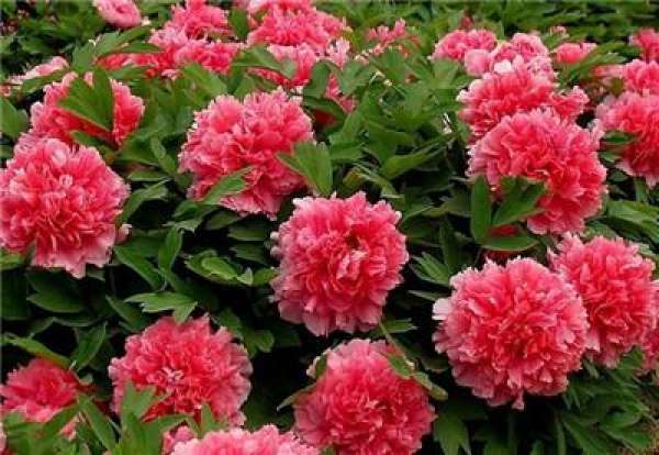 The Flower Language of Peony