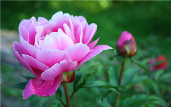 The Flower Language of Peony