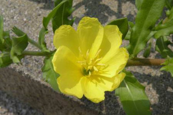 Oenothera littaralis