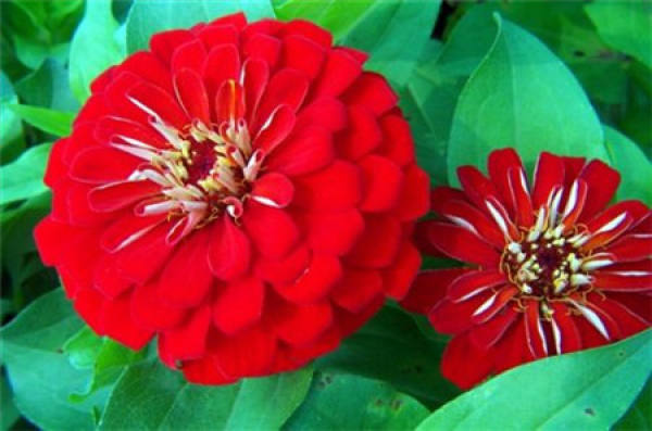 Common potted variety of zinnia: Dreamland