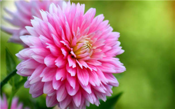 Common potted variety of zinnia: Dreamland