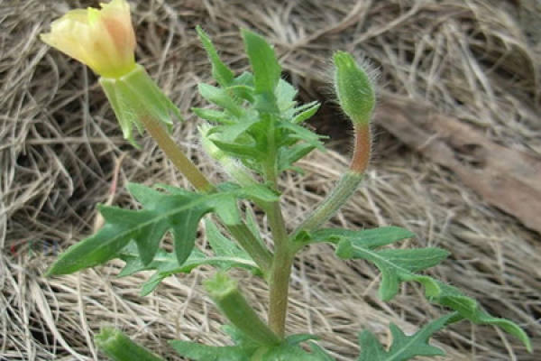 Oenothera littaralis