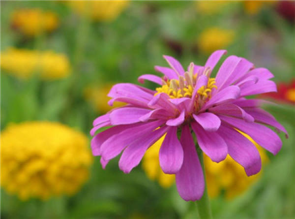 Common potted variety of zinnia: Dreamland