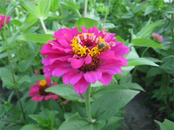 Common potted variety of zinnia: Dreamland