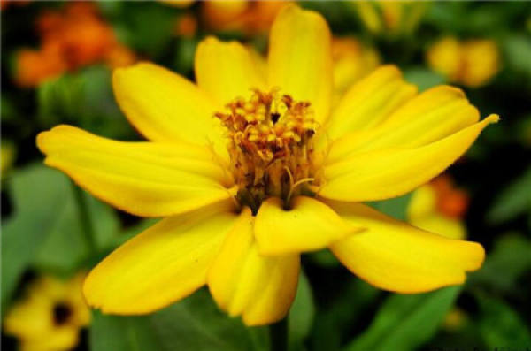 Common potted variety of zinnia: Dreamland