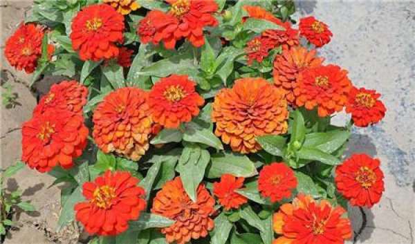 Common potted variety of zinnia: Dreamland
