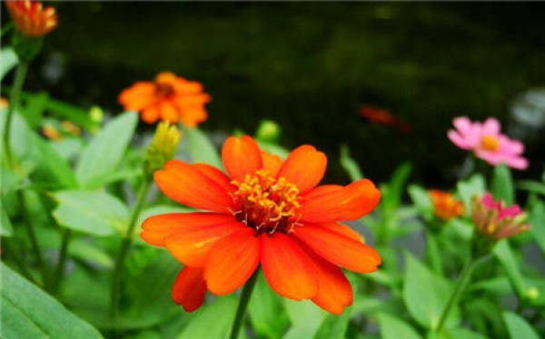 common potted varieties of zingiberra: dreamland
