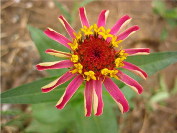 common potted varieties of zingiberra: dreamland