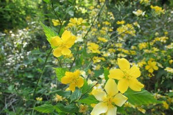 Culturing method of Kerria japonica