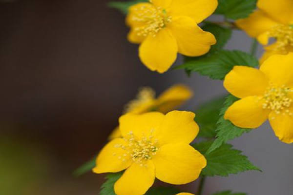 cultivation method of Begonia flower