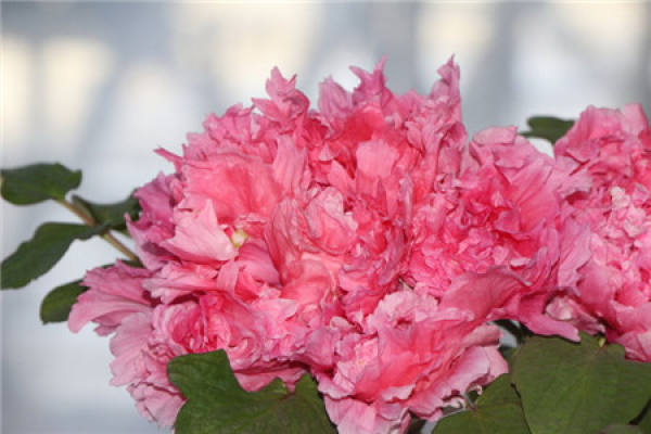 A common disease of peony: leaf spot