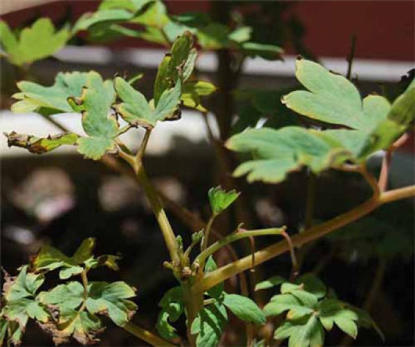 A common disease of peony: leaf spot