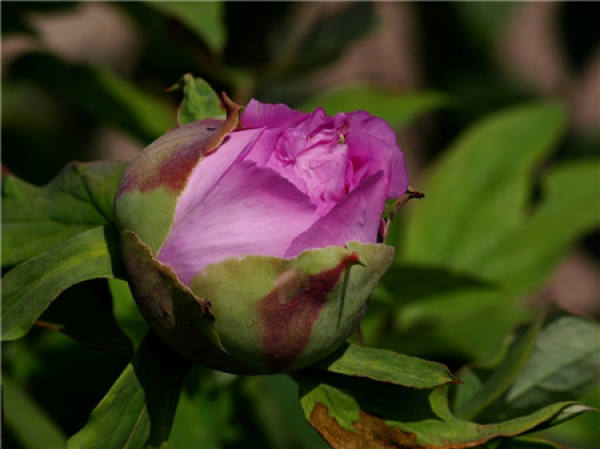 common diseases of peony 1: leaf spot