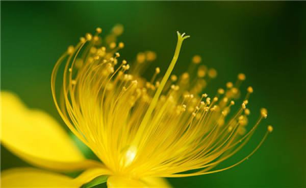 golden thread plum