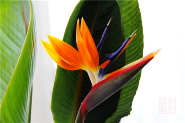Bird of Paradise