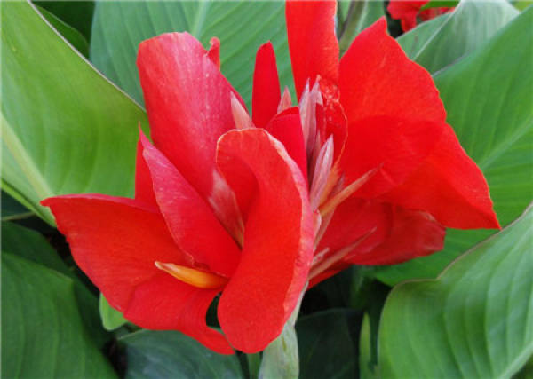 the legend of Canna the legend of Canna