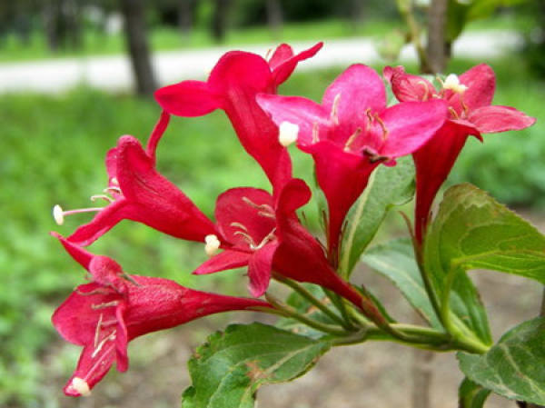 Weigela Florida cultivation method