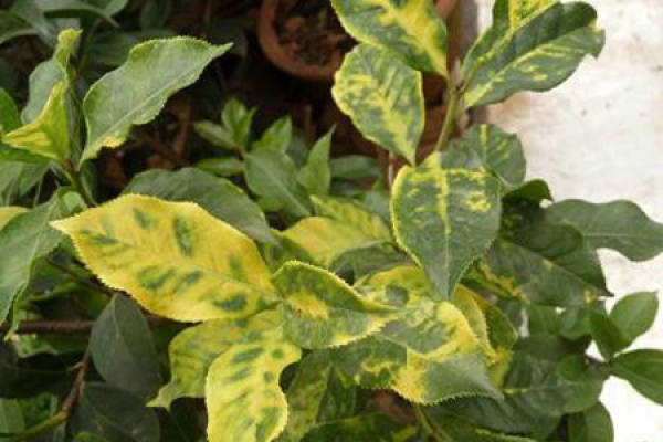 Yellow-leaf disease of Kerria japonica Yellow-leaf disease of Kerria japonica
