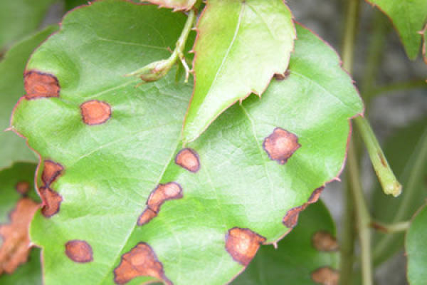 disease of Begonia: yellow leaf disease disease of Begonia: yellow leaf disease
