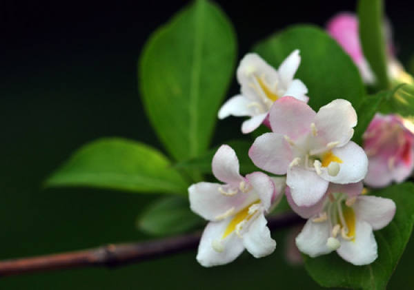 Weigela Florida plan and pruning