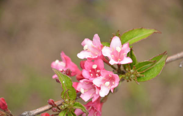 Weigela Florida plan and pruning