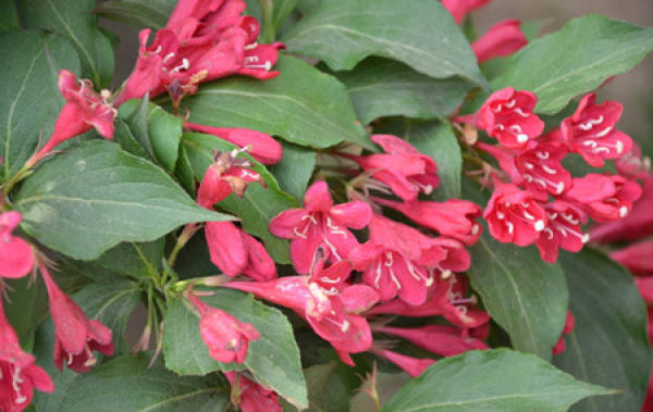 Sowing Propagation of Weigela Florida