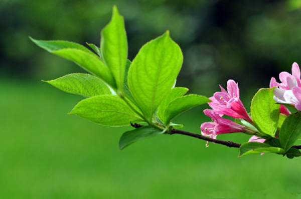 Sowing Propagation of Weigela Florida