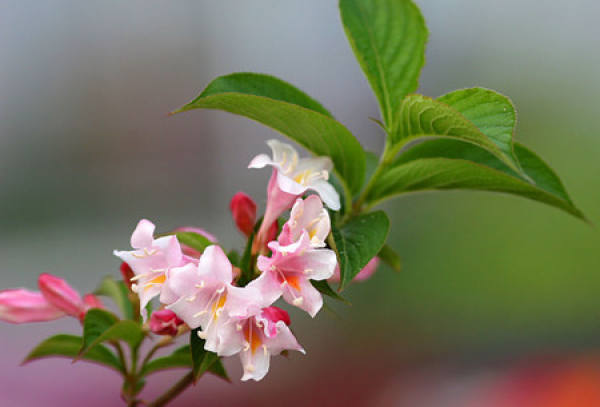 Sowing Propagation of Weigela Florida