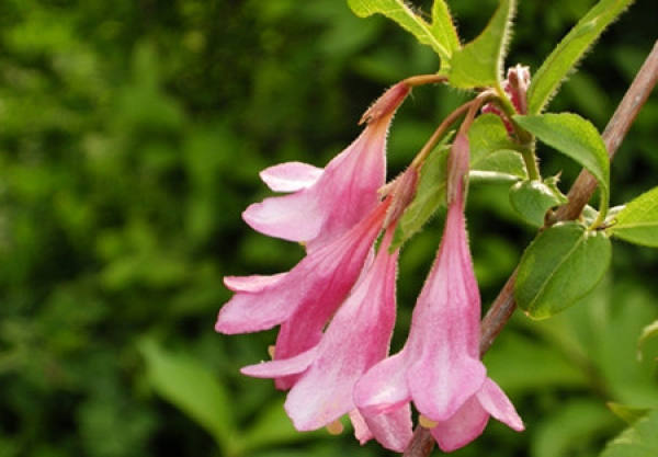 Weigela Florida