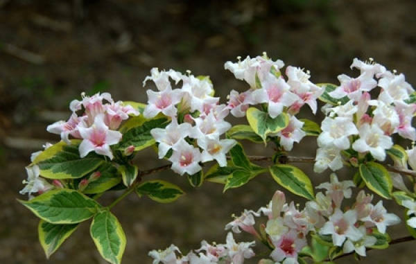 Weigela Florida