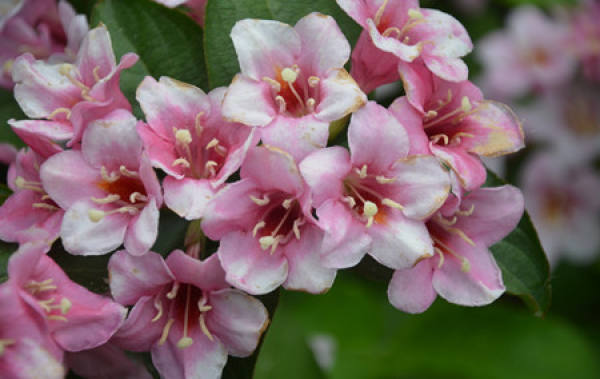 Weigela Florida