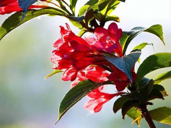Weigela Florida