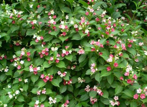 Florescence of Weigela florescens