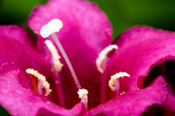 Florescence of Weigela florescens