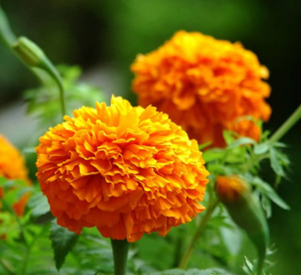Method for cultivating marigold