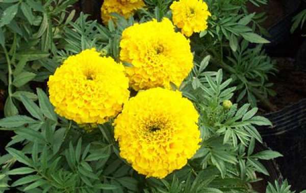 marigold culture method