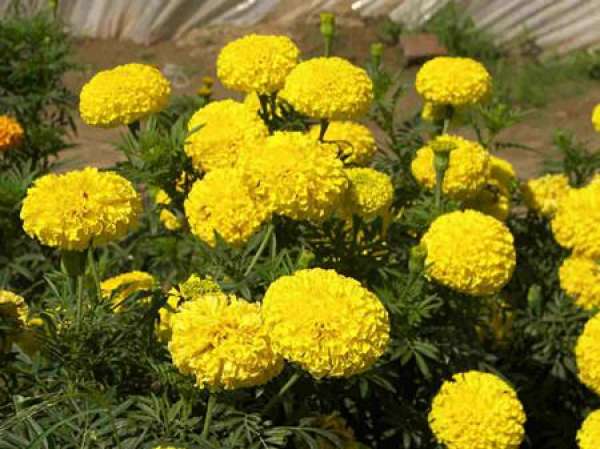 Is marigold poisonous?
