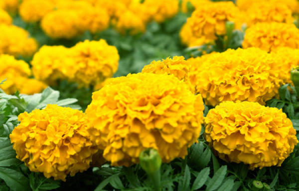 Is marigold poisonous?