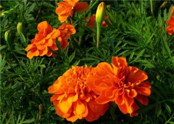 Marigold