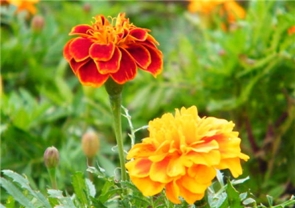Marigold
