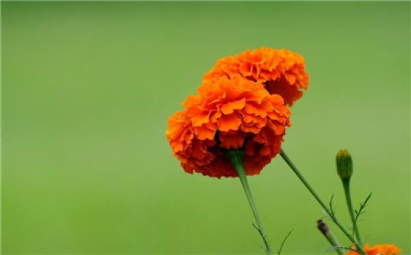 marigold variety