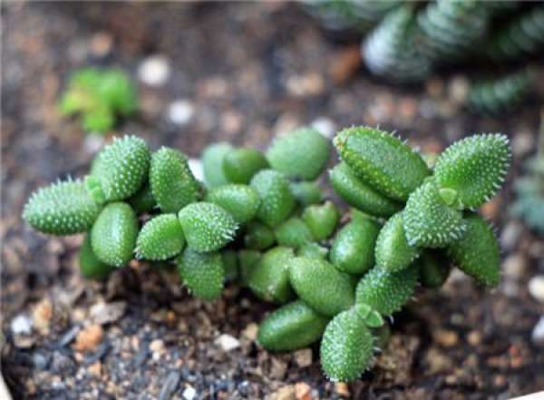 Soil requirements for Lei Tong