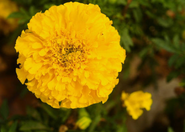 The flowering of marigold