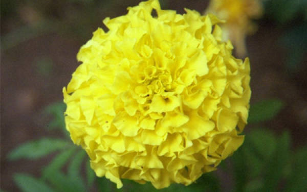blooming of marigold